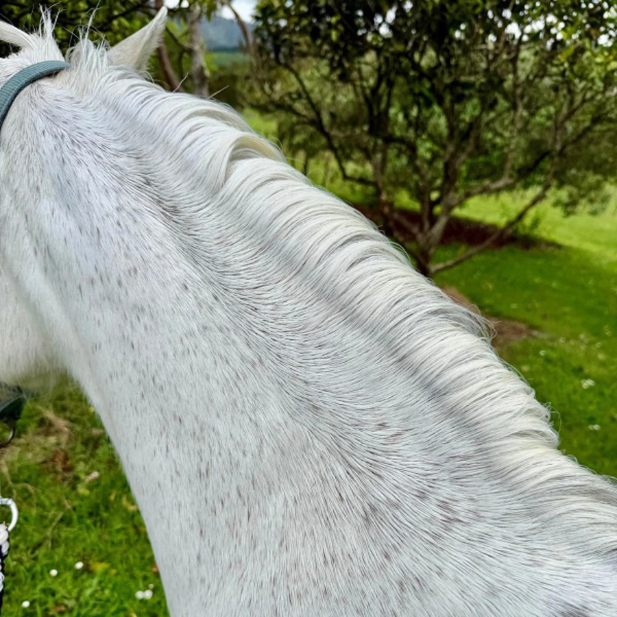 EcoHorse Bubblegum Shampoo image 1